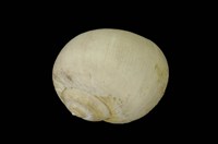 藏品(古色玉螺)的圖片